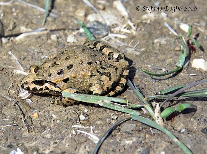 discoglosso marocchino - Discoglossus scovazzi